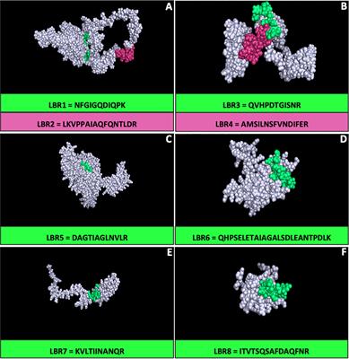 Identification of Potentially Therapeutic Immunogenic Peptides From Paracoccidioides lutzii Species